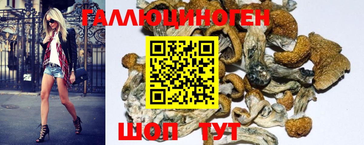 магазин продажи наркотиков  Вход с VPN  Строитель  Псилоцибиновые грибы GOLDEN TEACHER 